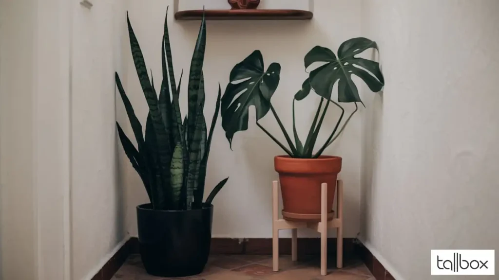 Two potted plants, a snake plant and a monstera, artfully decorate a narrow corner in the small entryway, with a small shelf above for added charm.