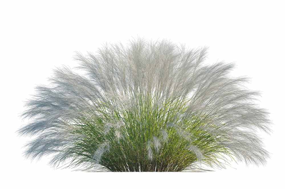 Lush pampas grass, perfect for xeriscaping, features feathery white plumes and green leaves against a white background.