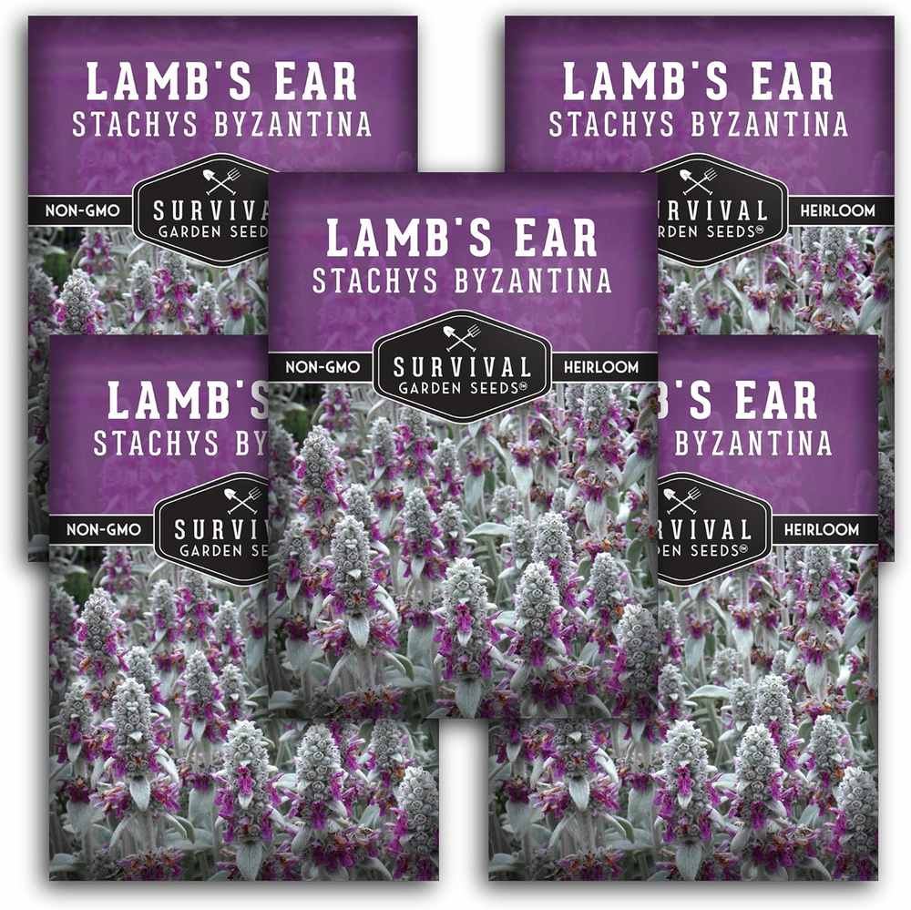 Discover our Packets of Lamb's Ear seeds, perfect for xeriscaping with their stunning purple tops. The images below showcase this drought-resistant beauty in all its glory. Buy now and add a touch of elegance to your garden!.