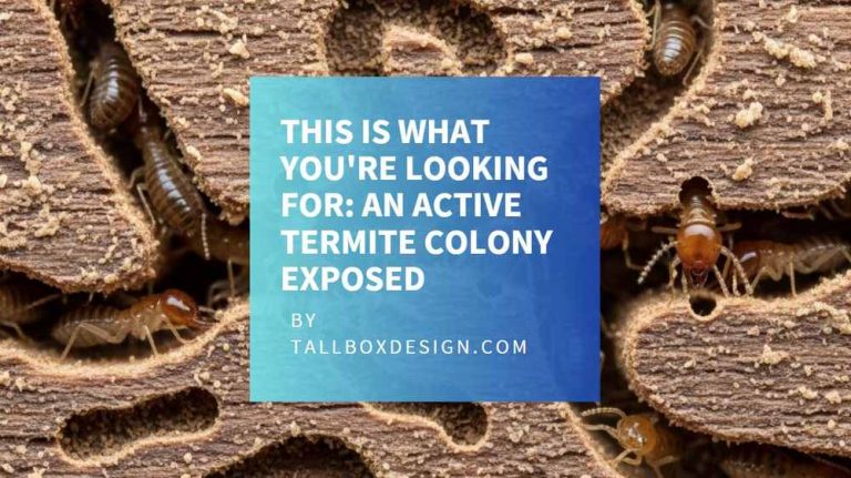 Read more about the article Can You Check for Termites Yourself  – DIY Home Inspection